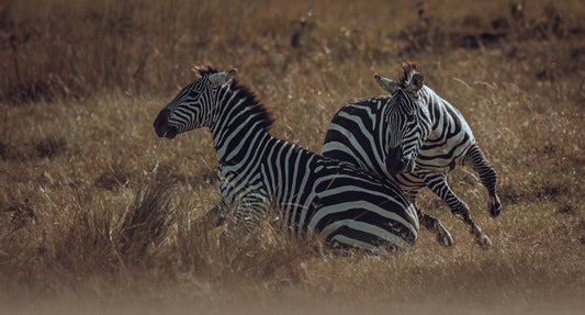 SCONTRO TRA ZEBRE