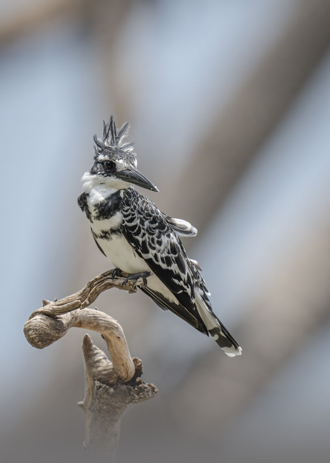 MARTIN PESCATORE (ceryle rudis)