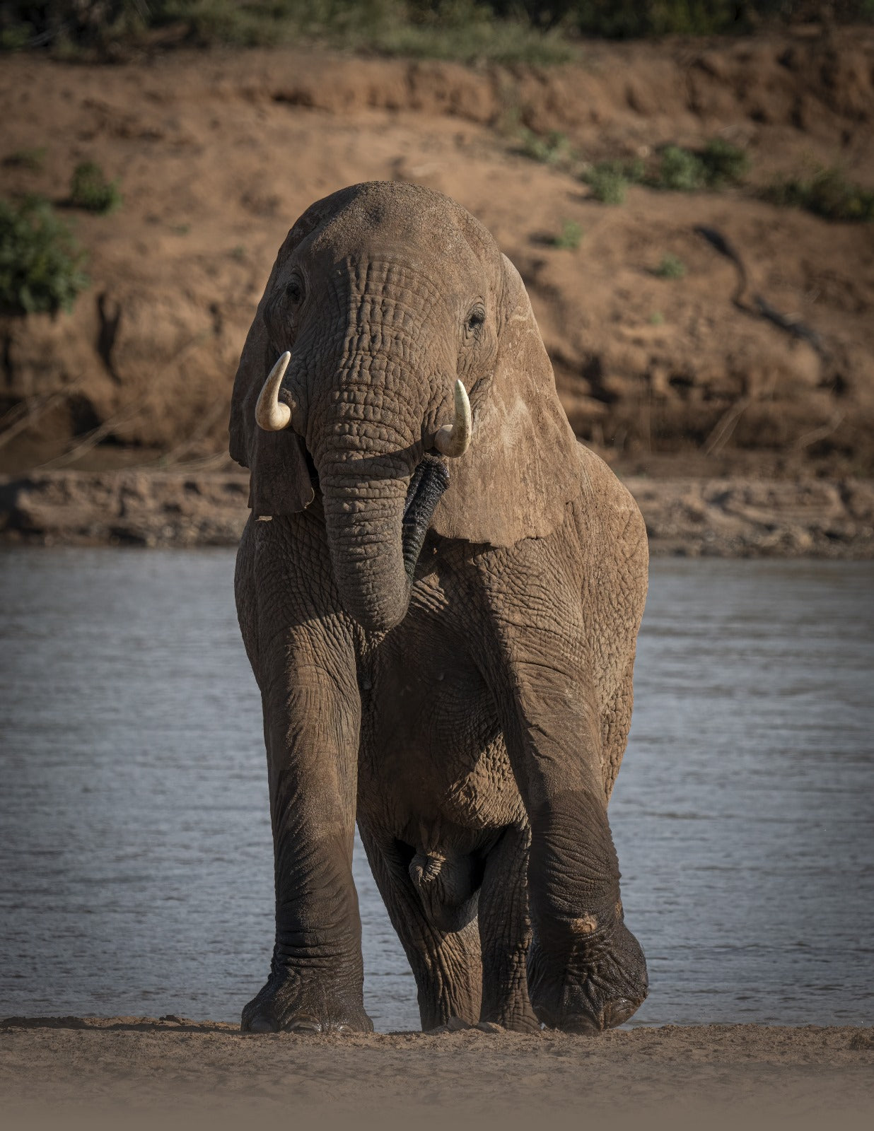 ELEFANTE AL FIUME