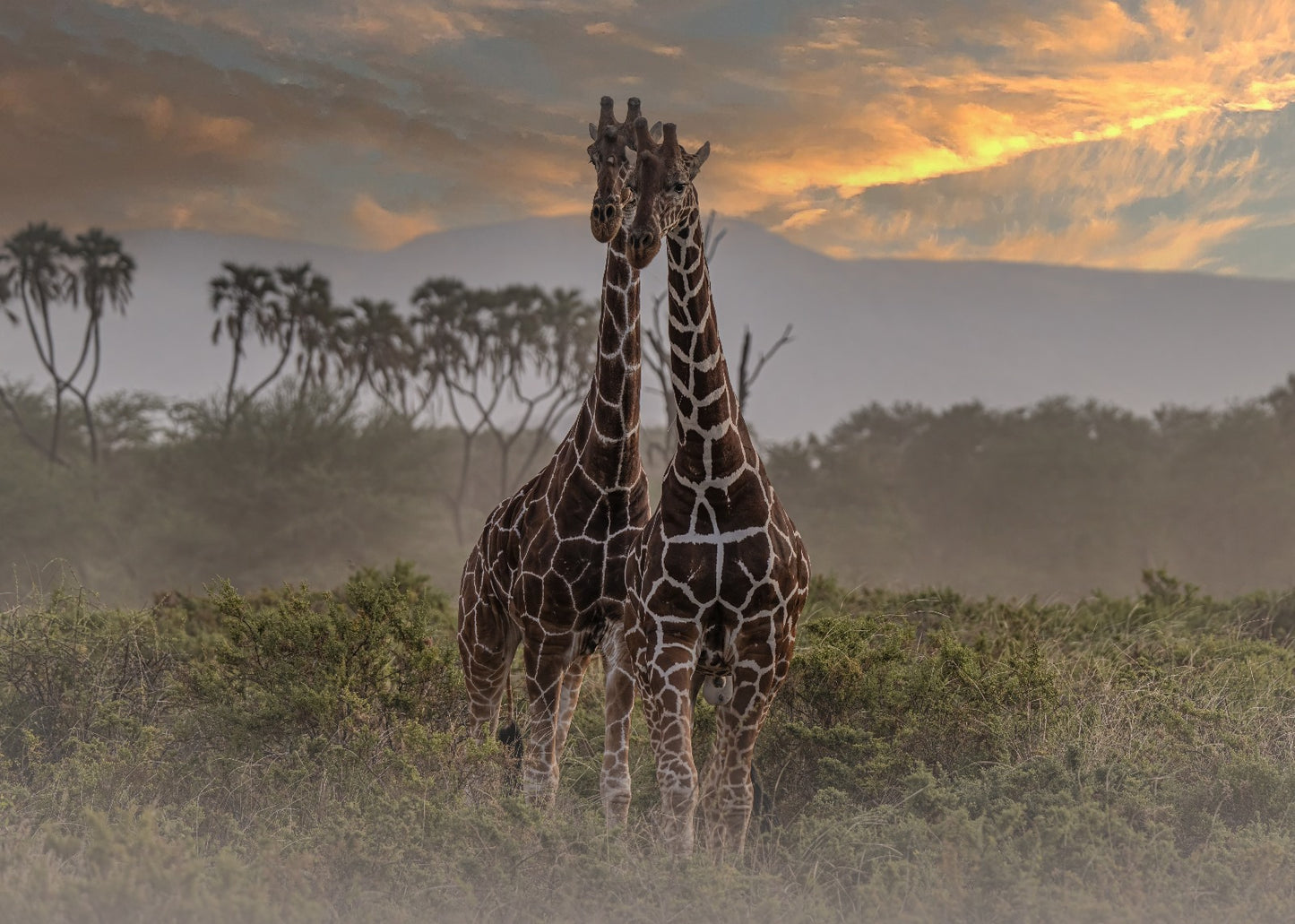 GIRAFFE AL TRAMONTO